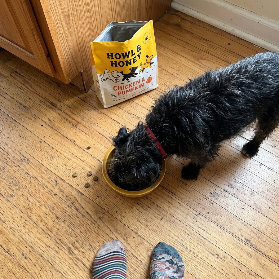 A black terrier eating from a yellow bowl next to the Howl & Honey bag